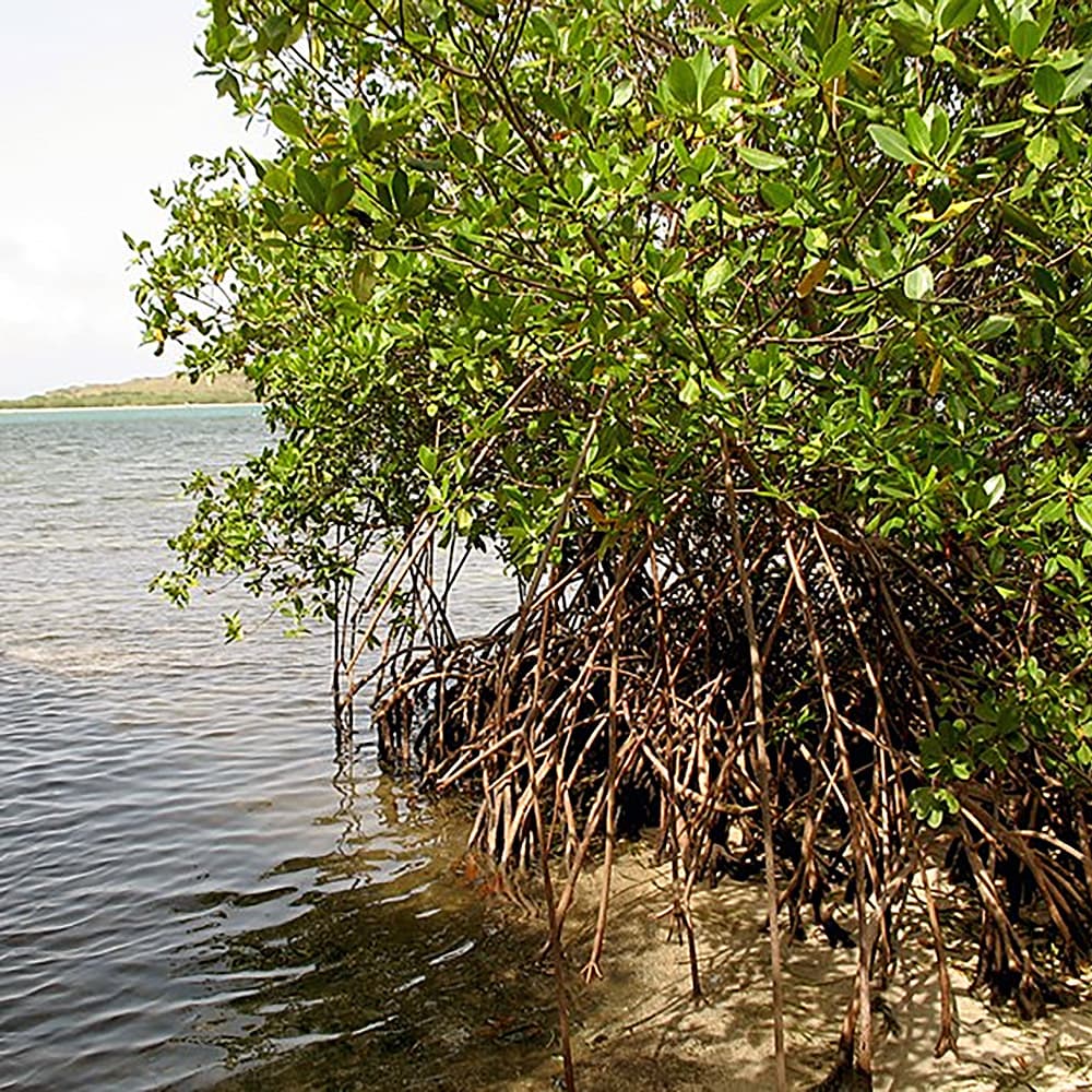 https://www.bgasc.com/wp-content/uploads/bgimages/ATB_2020_SALTRIVER-04-popup.jpg
